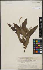 Foto von Salix triandra L. x Salix viminalis L.